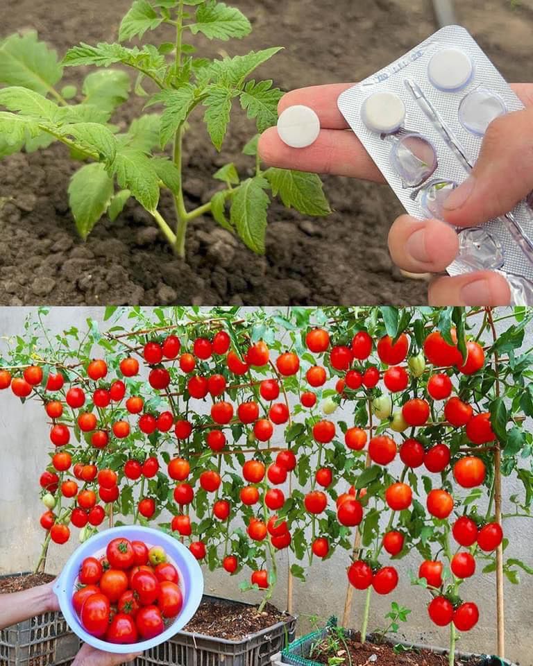 truco para cultivar tomates rápidamente y lograr grandes cosechas en ...