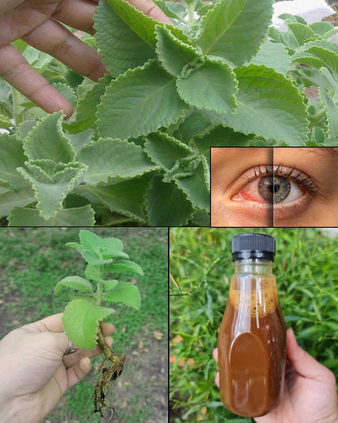 El secreto para cuidar tus ojos y mejorar tu visión: Orégano para la ...
