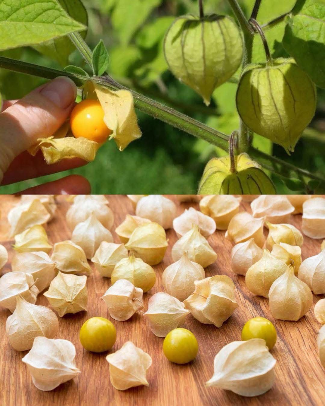 Uchuva Tree esta planta es reconocida como un super alimento uchuva - Nutricion Vitae
